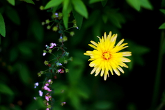 散る花、咲く花