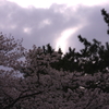 春なのに・・・