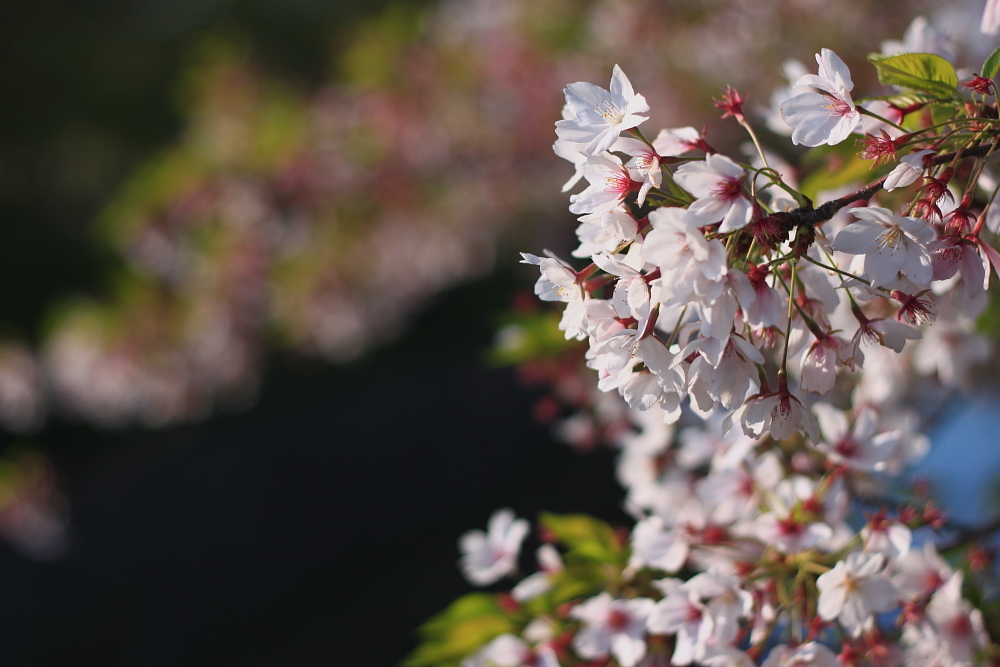 残桜