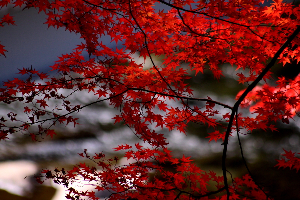 香嵐渓～2010～