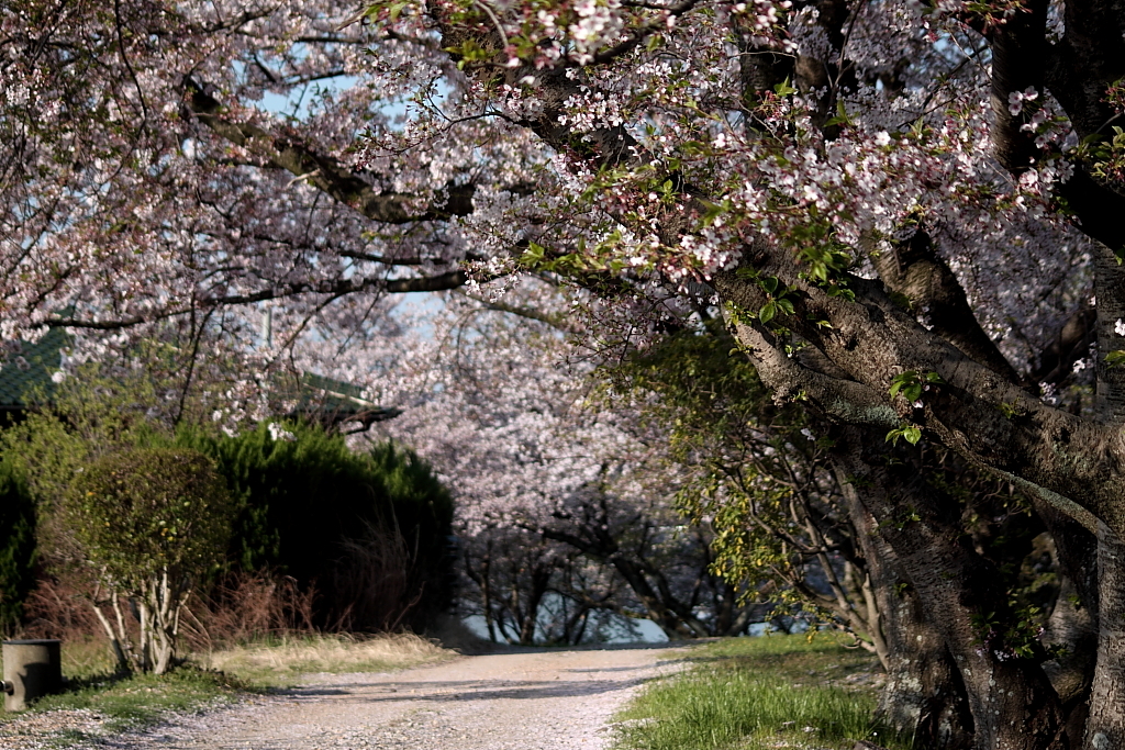 桜道