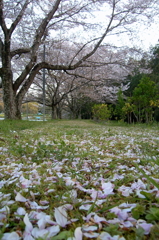 帰り道フォト～花弁絨毯～