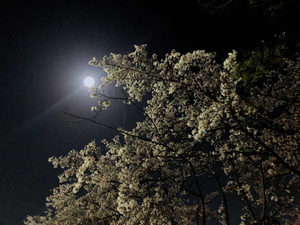 スマホで夜桜