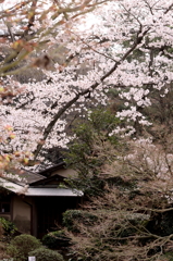 等樹庵と桜