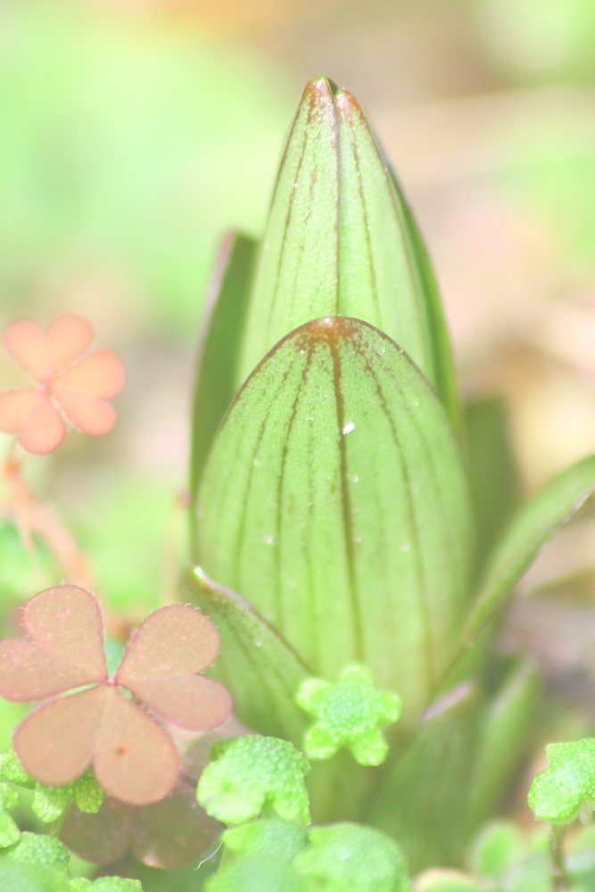 芽が出た！！
