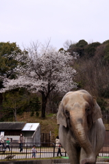 春の動物園