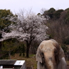 春の動物園