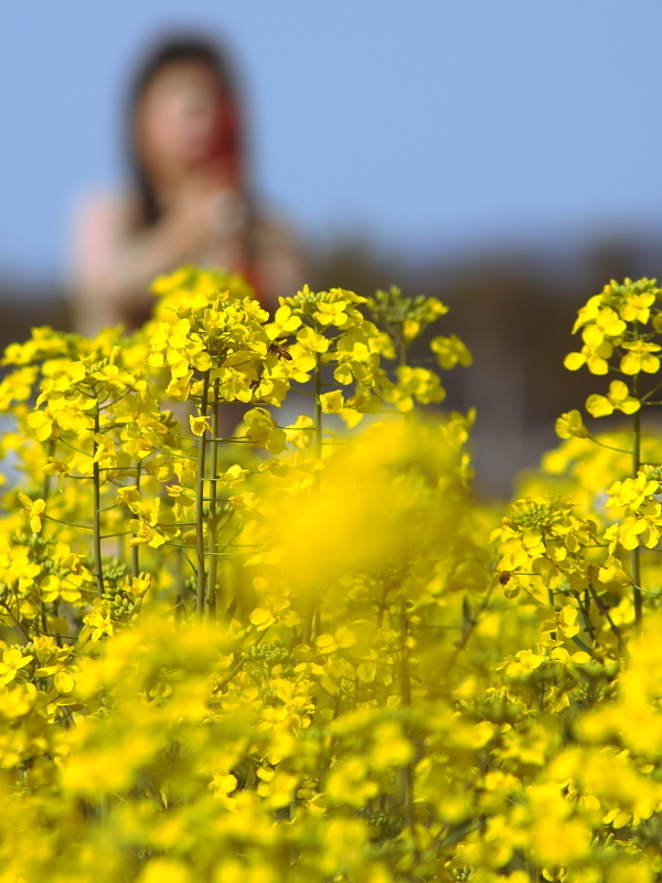 菜の花畑にて