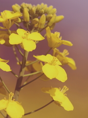 菜の花畑にて２