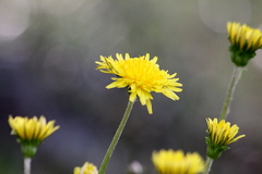 Dandelion