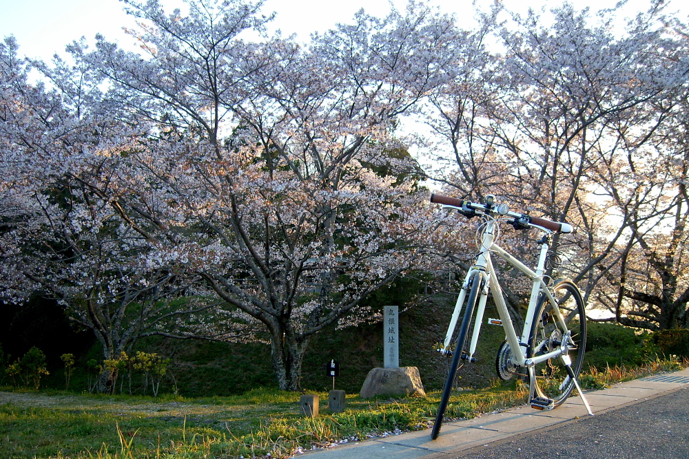 帰り道フォト～相棒と～