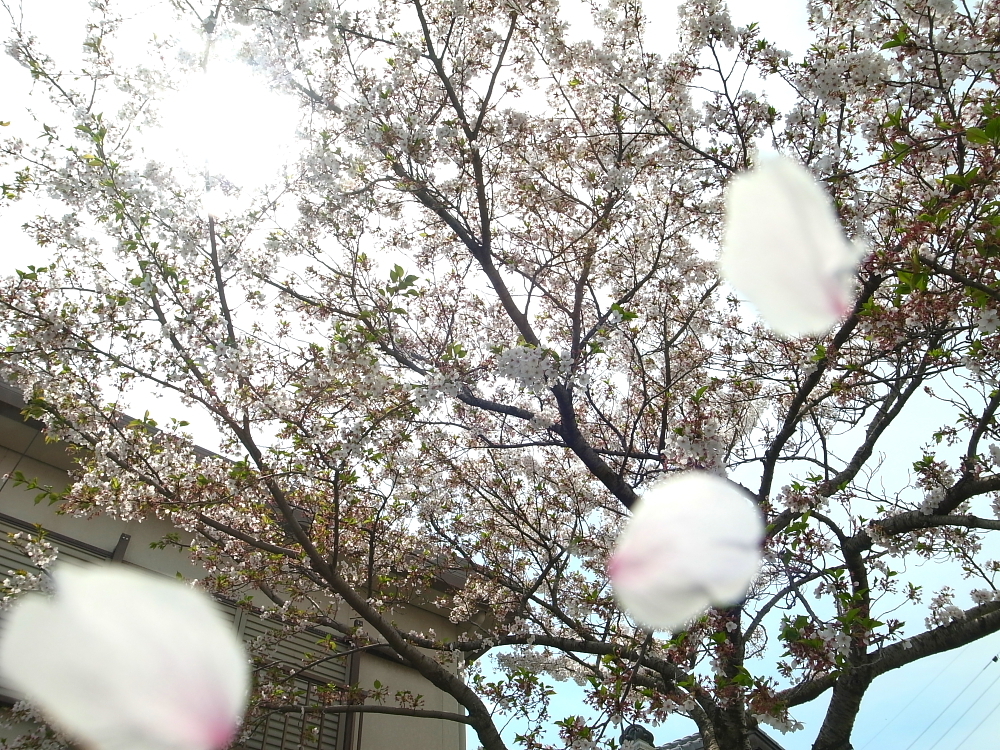 桜散る