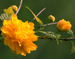 花は咲けども、実つかず