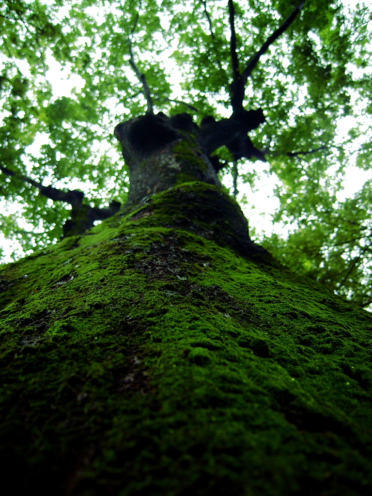 green carpet