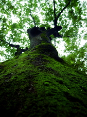 green carpet