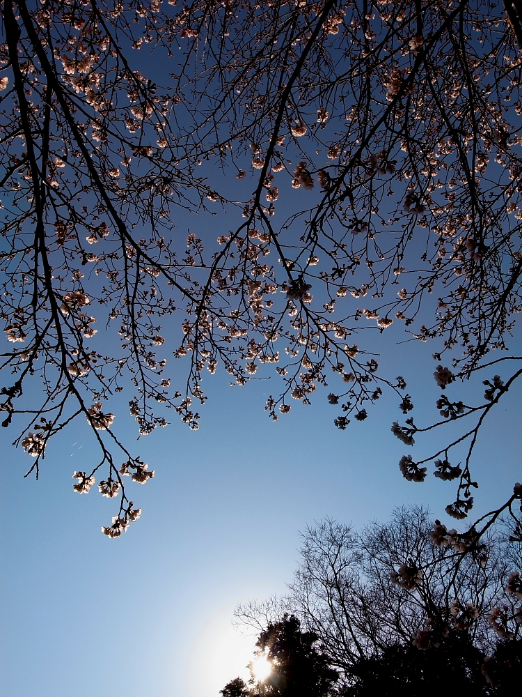 朝桜