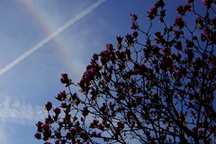 虹と飛行機雲と木蓮の花