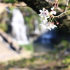 残桜