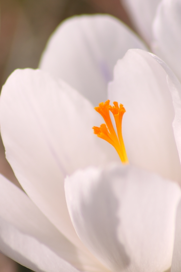 Crocus