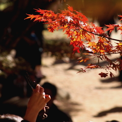 紅葉狩り