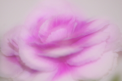我が家の花瓶