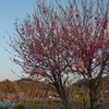 帰り道フォト