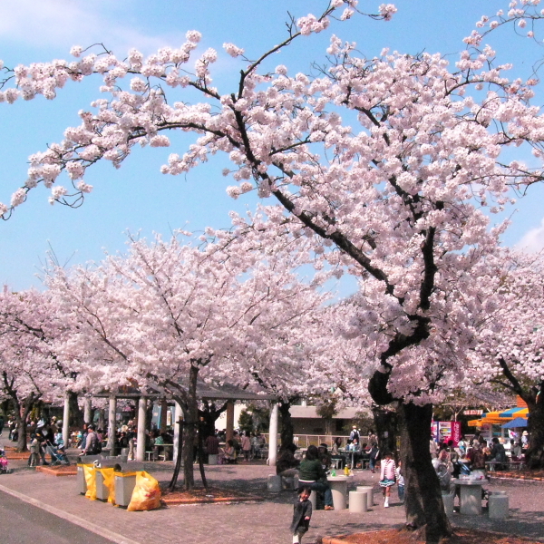 待ち遠しい・・・