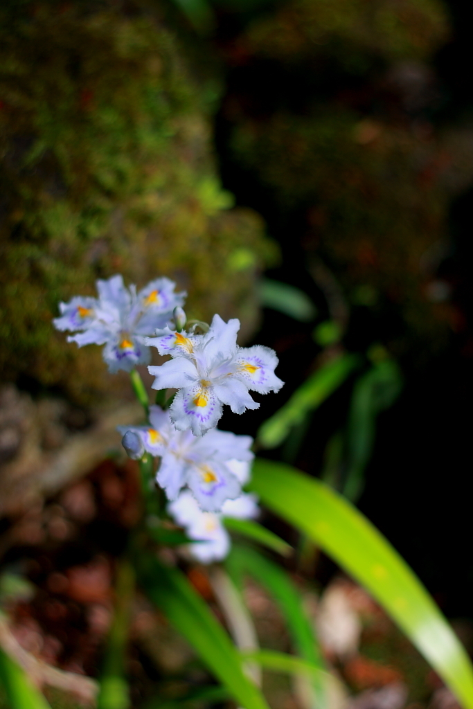 譲ること  のみ多き日々  著莪の花