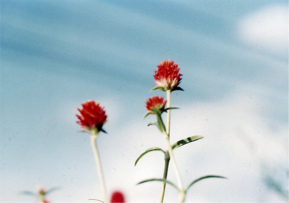 UNTITLED