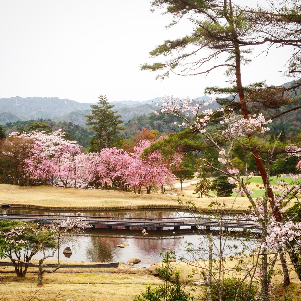 桜満開のゴルフ場
