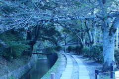 京都　哲学の道