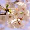 ソメイヨシノ