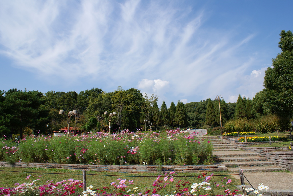 空と木々とコスモス