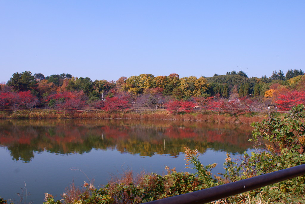 紅葉③