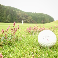 ゴルフ場の小さな花