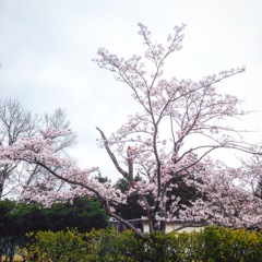 ゴルフ場の桜