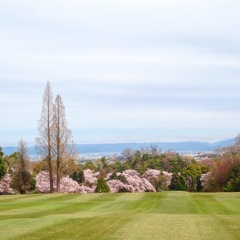 桜満開のゴルフ場で