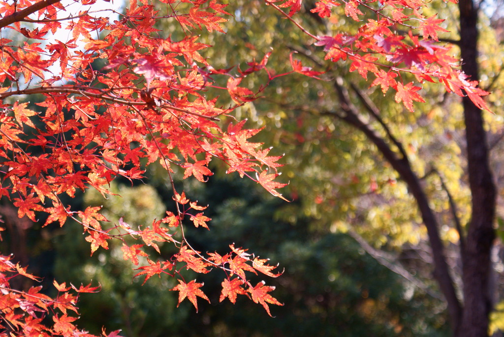 紅葉①