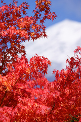 紅葉する富士の山