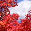 紅葉する富士の山