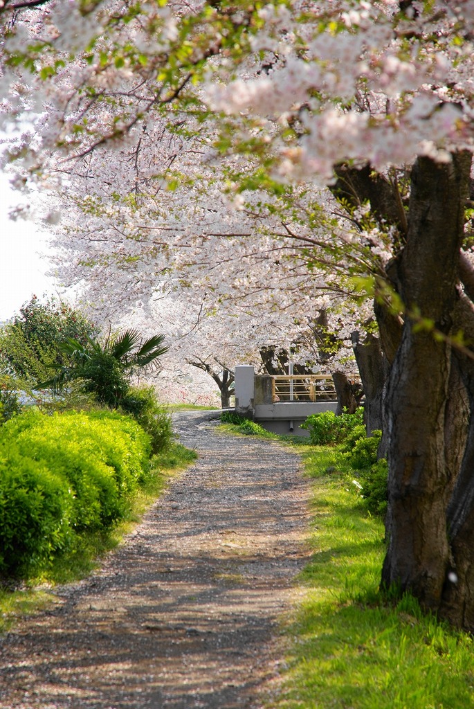 桜小道