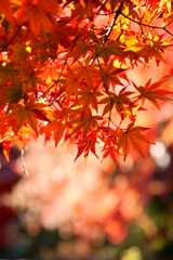 浅間大社総本山の紅葉②