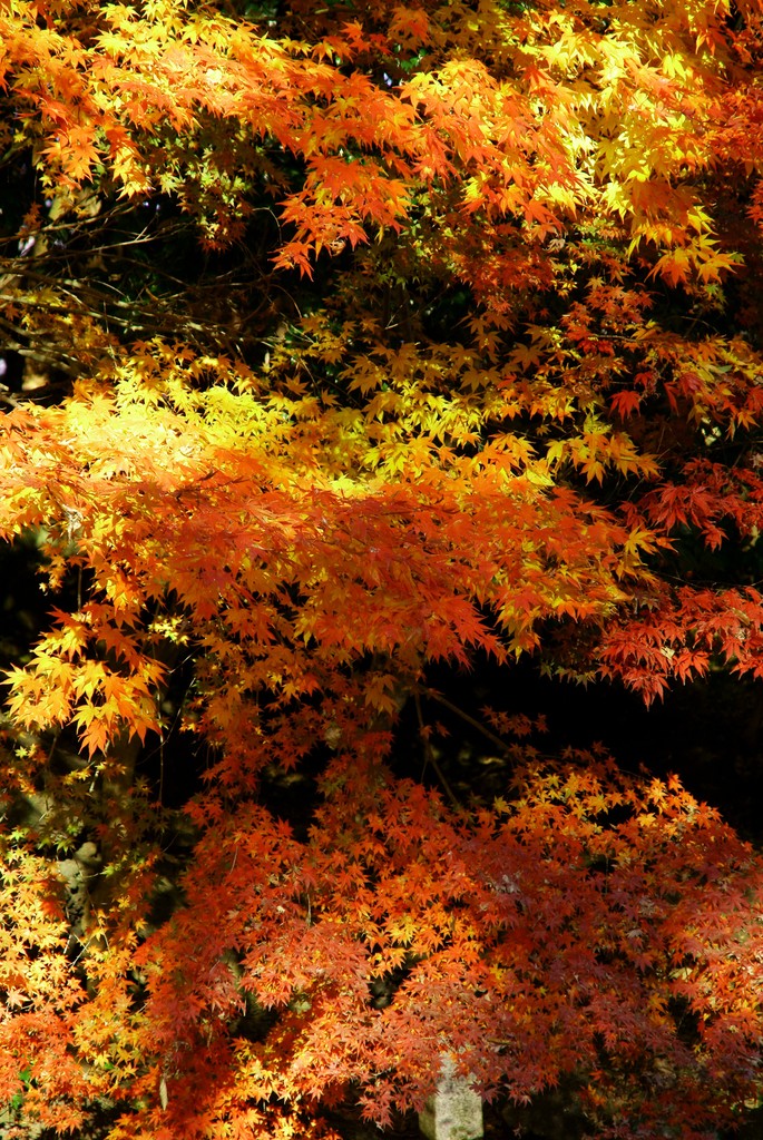 浅間大社総本山の紅葉①