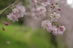 桜小道