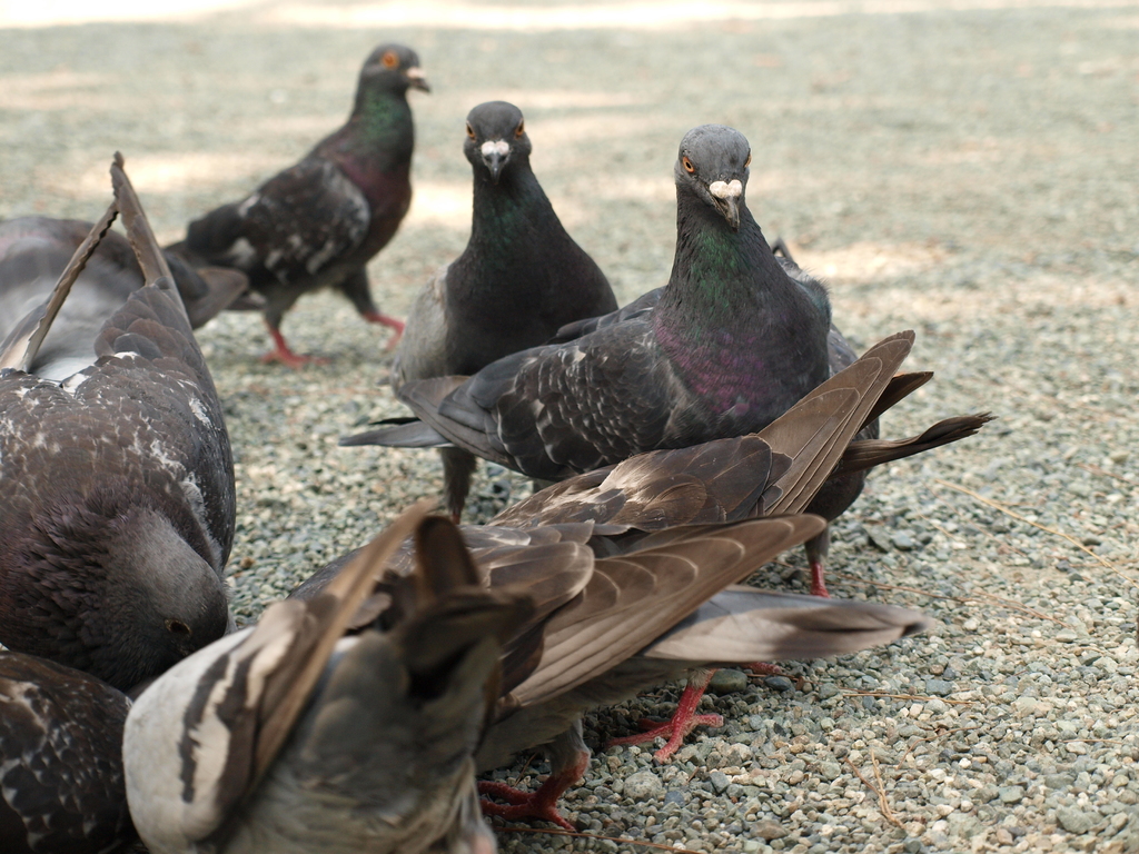 鳩