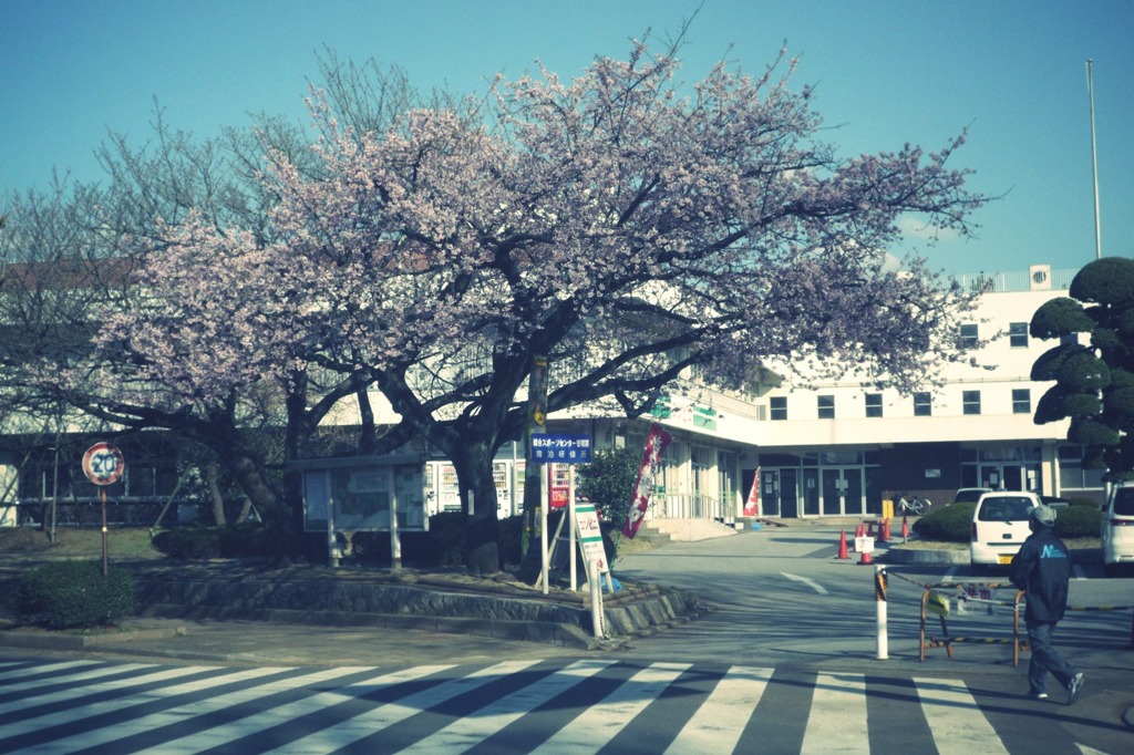 Sakura-walking