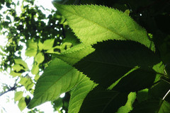 Leaf-vein