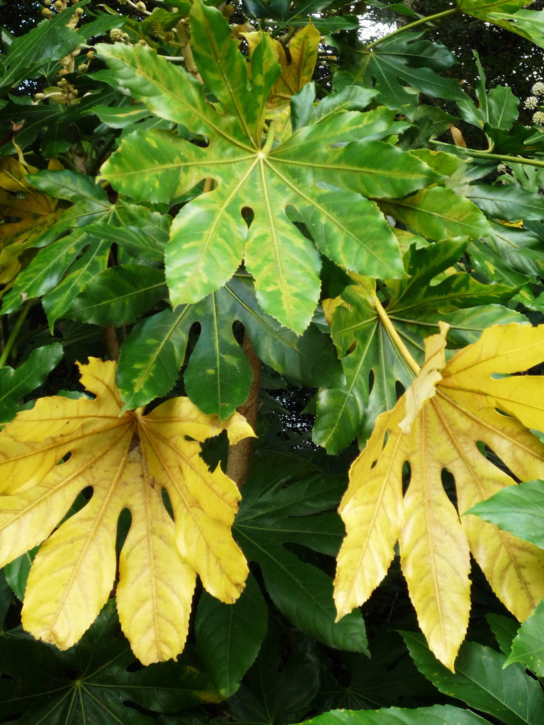 Yellow-hand