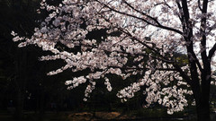 Sakura-park