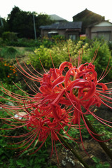 Spider-lily